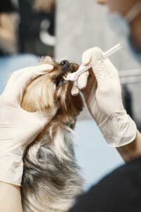 Stop the Stink: Solutions for Refreshing an Old Dog's Breath