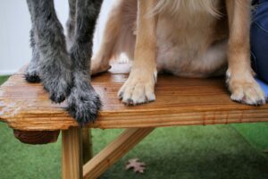 Recognize joint pain in older dogs